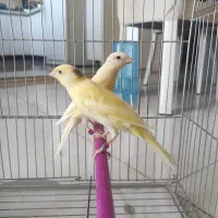 قناری فروشی