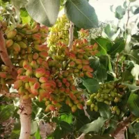 تناژ۳۰ درصدی  و کیفیت بالا می‌خوای شمارتو بزار