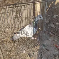 کبوتر پلاکی|پرنده|باروق, |دیوار