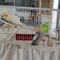 جفت عروس هلندی مولد