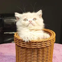 بچه گربه های برتیش کاراملی|گربه|تهران, تهرانسر مرکزی|دیوار