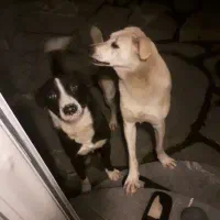 سگ نگهبان ماده|سگ|نوشهر, |دیوار