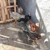 مرغ و خروس لاری