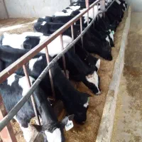 گوساله  هولشتاین