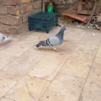 هفت عدد کبوتر|پرنده|قم, باغ کرباسی|دیوار