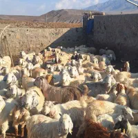 گله گوسفند|حیوانات مزرعه|جیرفت, |دیوار