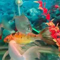 ماهی کوی سوپرباله وارداتی خاص|ماهی|بجنورد, |دیوار