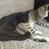 واگذاری دوتا گربه