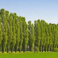 صنوبر ۱/۵متری الی ۲ متری ۲۰ هزار تومان|خدمات باغبانی و درختکاری|فرخ‌شهر, |دیوار