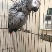 کاسکو بالغ ماده معاوضه با کاسکو نر