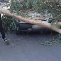 پراد۹۵تمامرنگبخاطرسقوطدرختسمترانندهرنگندا|خودرو سواری و وانت|جیرفت, |دیوار