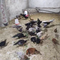 جوجه محلی همه رقم