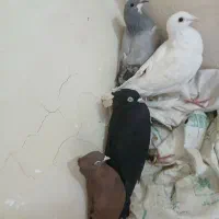 تعدادی کبوتر|پرنده|فولادشهر, مسکن مهر فولادشهر|دیوار