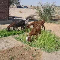 بز ابستن|حیوانات مزرعه|جیرفت, |دیوار