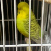 مرغ عشق انگلیسی|پرنده|شیراز, آبیاری|دیوار