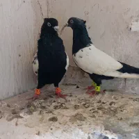 جفت سینه نر و ماده معاوضه هم دارم با کفتر صید