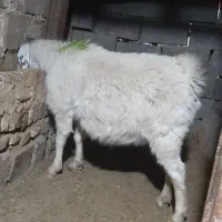 بزاوست|حیوانات مزرعه|تربت جام, جامرود|دیوار