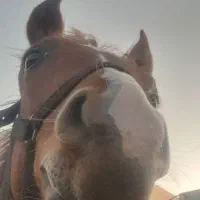 اسب اصیل عرب|اسب و تجهیزات اسب‌سواری|امیدیه, |دیوار