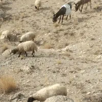 الاغ‌بفروش‌می‌رسد|حیوانات مزرعه|چالدران, |دیوار