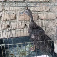 اردک