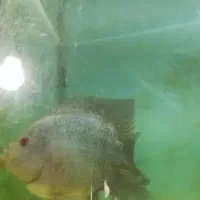 فلاور باکس|ماهی|پردیس, فاز ۱|دیوار