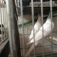 جفت عروس هلندی البینو