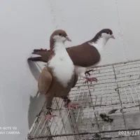 کفتر رنگی غریب