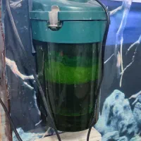 ماهی|ماهی|مشهد, شهید معقول|دیوار