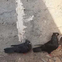 یک جفت سیاه آبادانی درجه یک