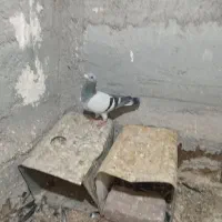 سه عدد نر سوراخ کفتر