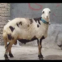 قوچ پلنگی میش بره افشاری