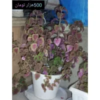 گل طبیعی|گل و گیاه طبیعی|دیواندره, |دیوار