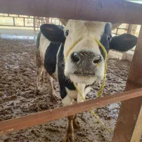 گوساله سیمینتال 4راس