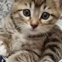 سرپرستی گربه بر عهده میگیرم