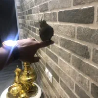 عروس هلندی دستی با قفس