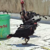 خروس لاری اصیل شجره دار