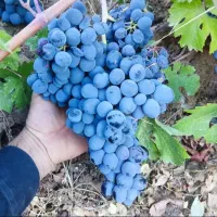 فروش انواع نهالهای لیبل دار در نهالستان غرب|خدمات باغبانی و درختکاری|آمل, |دیوار