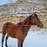 اسب|اسب و تجهیزات اسب‌سواری|کوهسار (البرز), |دیوار