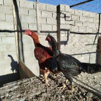 خروس و مرغ لاری و محلی|حیوانات مزرعه|چهاربرج, |دیوار