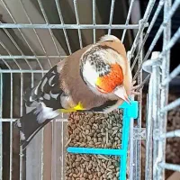 سهره دورگ کراواتی عتیقه مخصوص عشقباز|پرنده|شیراز, باغشهر قصر سبز|دیوار