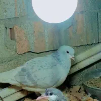 ساده ماده امری|پرنده|گنبد کاووس, |دیوار