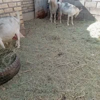 بزسانا|حیوانات مزرعه|رفسنجان, |دیوار