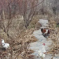 مرغ وخروس نیمچه گلین|حیوانات مزرعه|سنندج, |دیوار