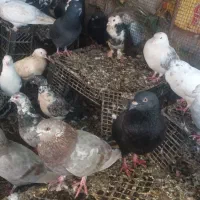 فروش کبوتر|پرنده|میناب, |دیوار