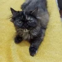 گربه پرشین عروسکی