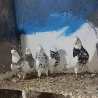 کبوتر طوقی|پرنده|دینور, |دیوار