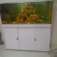 آکواریم  شیشه  خم