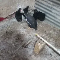 مرغ شاخدار،جوجه،نیمچه،مرغ وخروس
