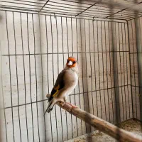 سهره رام بخون سهره قناری کاکلی و تعدادی قناری