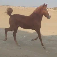 کره مادیان ناب